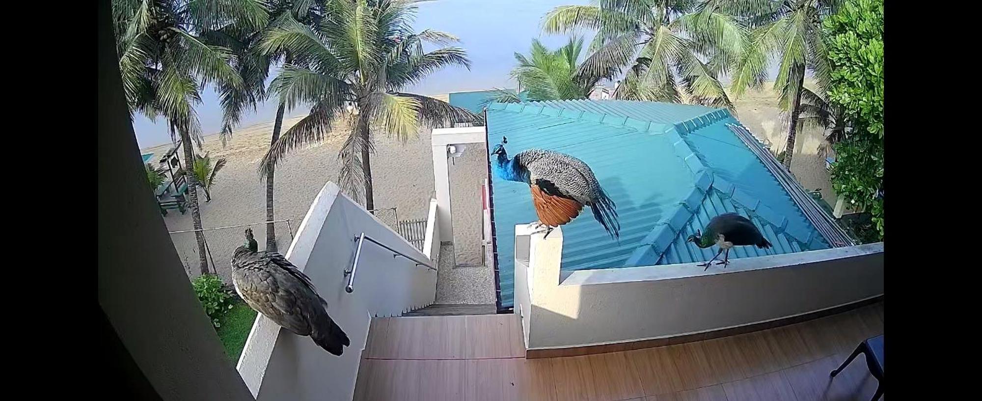 Coral Reef Guest Hotel Beruwala Kültér fotó
